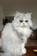 Perzische kater zoekt nieuw huis, Dieren en Toebehoren, Katten en Kittens | Raskatten | Langhaar, Kater, Gechipt