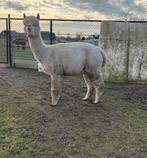 Prachtige witte stamboom alpaca hengst te koop!, Dieren en Toebehoren, Overige Dieren, Juli, Mannelijk