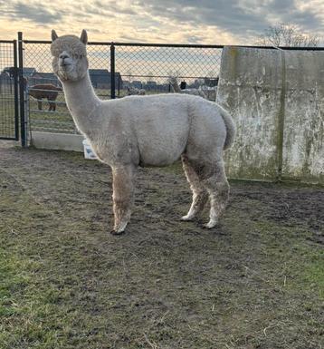 Prachtige witte stamboom alpaca hengst te koop! beschikbaar voor biedingen
