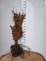 Rode beuk - Fagus sylvatica 'Atropunicea', Ophalen of Verzenden, Beukenhaag, Haag, 100 tot 250 cm