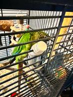 Pyrrhura papegaai hand tam, Geslacht onbekend, Dwergpapegaai of Agapornis, Tam