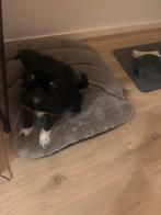 Puppy te koop, Dieren en Toebehoren, Parvo, België, Particulier, Overige rassen