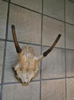 Leuke Schedel van een hert met gewei, Ophalen of Verzenden, Gebruikt, Hert, Gewei of Kop