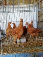 New Hampshire dwerghoenders roodbruin 2025, Dieren en Toebehoren, Pluimvee, Meerdere dieren, Kip