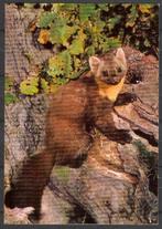 ansichtkaart van een Marter, Verzenden, 1960 tot 1980, Ongelopen, Overige soorten