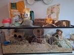 Glazen Knaagdierenterrarium, Ophalen, 75 tot 110 cm, Kooi, Minder dan 60 cm
