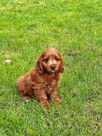Bij ons geboren ,cockapoo pupjes klaar voor vertrek, België, CDV (hondenziekte), 8 tot 15 weken, Meerdere