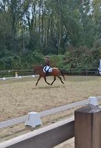 Knappe New Forest merrie, Dieren en Toebehoren, Pony's, Merrie, Gechipt, Dressuurpony, L