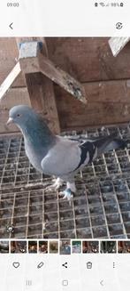 Takla lang vliegen beste Koppel, Dieren en Toebehoren, Vogels | Duiven, Meerdere dieren