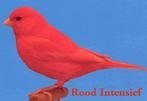 Gezocht: koppel rode kanaries, Dieren en Toebehoren, Vogels | Kanaries, Kleurkanarie, Meerdere dieren
