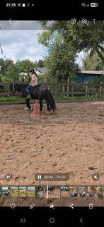 Leuke Thinker merrie, Dieren en Toebehoren, Paarden, Minder dan 160 cm, Ruin, M, 7 tot 10 jaar