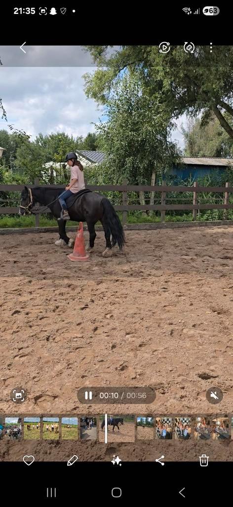 Leuke Thinker merrie, Dieren en Toebehoren, Paarden, Ruin, M, Minder dan 160 cm, 7 tot 10 jaar, Recreatiepaard