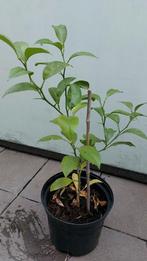 Mooie citroen boompje 65 cm hoog, Ophalen, Volle zon, Overige soorten, Minder dan 100 cm