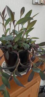 Tradescantia Kamerplant - Gemakkelijk te verzorgen!, Ophalen, Overige soorten, Halfschaduw, In pot