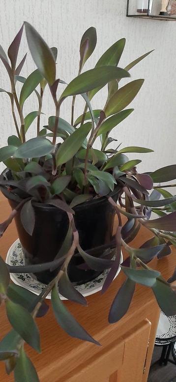 Tradescantia Kamerplant - Gemakkelijk te verzorgen! beschikbaar voor biedingen
