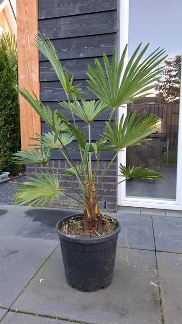 Trachycarpus Wagnerianus!  beschikbaar voor biedingen
