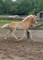 Haflinger merrieveulen en (fok)merrie te koop, Dieren en Toebehoren, Paarden, Merrie