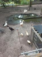 Loopeenden, Dieren en Toebehoren, Pluimvee, Meerdere dieren, Eend