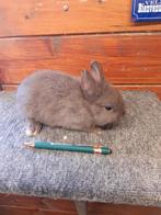 Jonge Dwerg konijntjes, Dieren en Toebehoren, Konijnen, Meerdere dieren, Dwerg, 0 tot 2 jaar