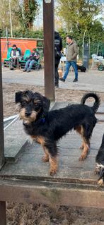 Vrolijke Frank zoekt een huisje!, Dieren en Toebehoren, Honden | Niet-rashonden, Particulier, Rabiës (hondsdolheid), 15 weken tot 1 jaar