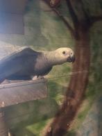 Baby grijze roodstaart van 3 maanden, Dieren en Toebehoren, Vogels | Parkieten en Papegaaien, Vrouwelijk, Papegaai