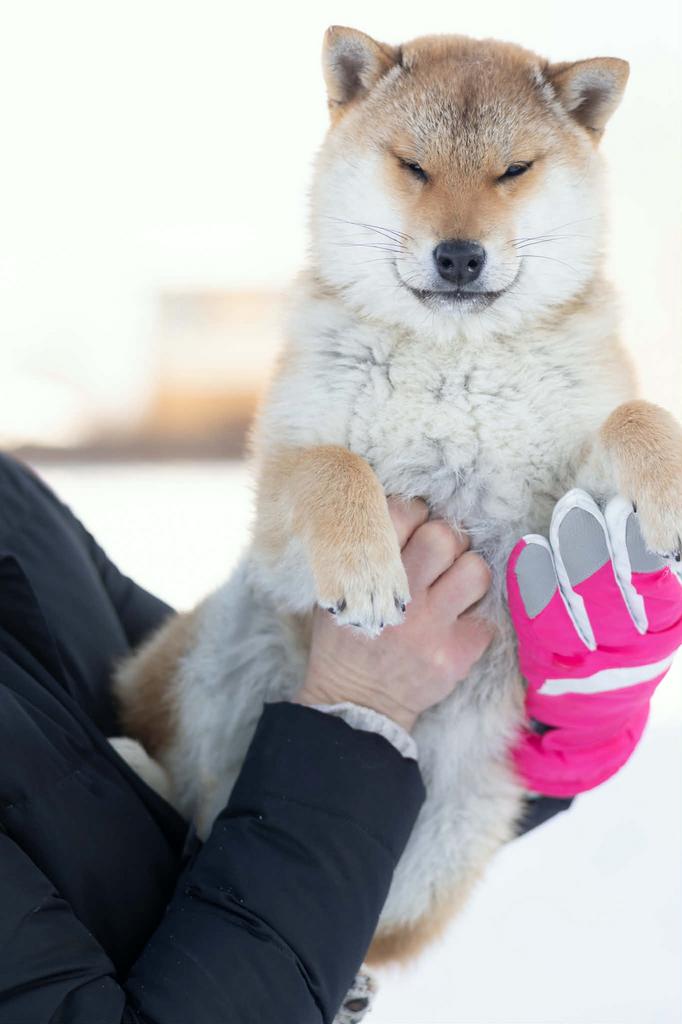 Shiba inu️, Dieren en Toebehoren, Honden | Poolhonden, Keeshonden en Oertypen, Fokker | Hobbymatig, 8 tot 15 weken, Buitenland