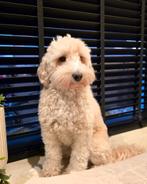 Het liefste labradoodle teefje van 3 jaar, Overige rassen, Teef, Eén hond, 3 tot 5 jaar