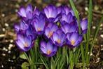 Krokussen bollen 200 stuks 15 euro, Tuin en Terras, Bloembollen en Zaden, Ophalen of Verzenden, Voorjaar