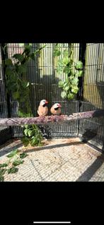 Gezocht spitsstaartamadine pop, Dieren en Toebehoren, Vogels | Overige Vogels, Vrouwelijk, Tropenvogel, Geringd