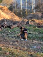 Super lieve mix LEES GOED DE BESCHRIJVING, Dieren en Toebehoren, Reu, 1 tot 2 jaar, Eén hond, Herder