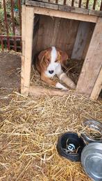 Lieve reu Letter zoekt een lief baasje, Particulier, Reu, 1 tot 2 jaar, Buitenland