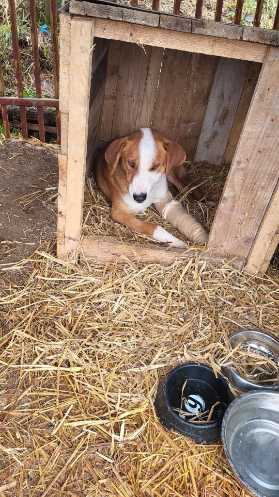 Lieve reu Letter zoekt een lief baasje, Dieren en Toebehoren, Honden | Niet-rashonden, Middel, Reu, Particulier, Eén hond, Buitenland