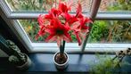 25x Amaryllis zaden voor 1€ rood, Ophalen of Verzenden, Voorjaar, Volle zon, Zaad