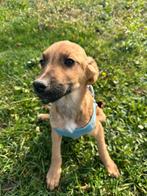 Migi – een lief, zacht en zachtaardig mannetje, Dieren en Toebehoren, Honden | Niet-rashonden, Particulier, Rabiës (hondsdolheid)