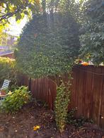 Liguster op stam te koop, Overige soorten, 100 tot 250 cm, Zomer, Ophalen