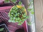 Sedum bodembedekker, Huis en Inrichting, Ophalen, Overige soorten, Minder dan 100 cm