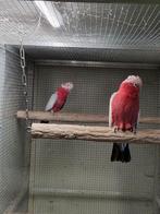 1-1 Rose kaketoes 2017 te koop, Dieren en Toebehoren, Meerdere dieren, Papegaai