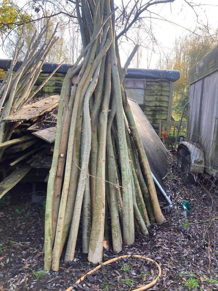knaller Knotwilgen poters actie, Tuin en Terras, Planten | Struiken en Hagen, Overige soorten, 250 cm of meer, Ophalen