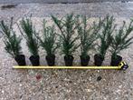 Mooie Taxus Baccata, 40 cm voor € 2,75 per stuk, Ophalen, Taxus, Haag, Minder dan 100 cm
