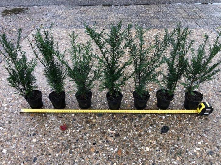 Mooie Taxus Baccata, 40 cm voor € 2,75 per stuk, Tuin en Terras, Planten | Struiken en Hagen, Haag, Taxus, Minder dan 100 cm, Ophalen
