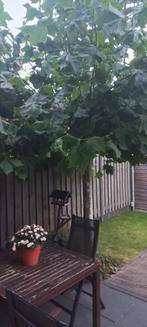 Dakplantaan, Tuin en Terras, Planten | Bomen, Ophalen, Volle zon, Overige soorten, 100 tot 250 cm
