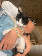 8 boerderij kittens, Dieren en Toebehoren, Meerdere dieren, Kortharig, 0 tot 2 jaar