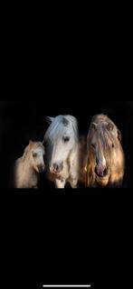 Super leuke welsh x shetlander, Dieren en Toebehoren, Pony's, Ruin, A pony (tot 1.17m), 11 jaar of ouder