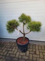 Pinus sylvestris vormsnoei bonsai pon pon, Ophalen of Verzenden, Overige soorten, Halfschaduw
