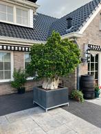 Japanse ficus, Tuin en Terras, Planten | Bomen, Bloeit niet, Halfschaduw, 100 tot 250 cm, Overige soorten