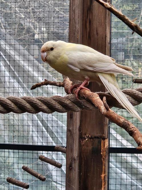 Kakariki man Creme, Dieren en Toebehoren, Vogels | Parkieten en Papegaaien, Parkiet, Mannelijk