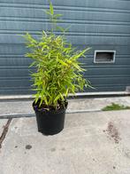 Niet woekerende bamboe fargesia Rufa MOETEN WEG, Tuin en Terras, Planten | Struiken en Hagen, Ophalen, Bamboe, 250 cm of meer