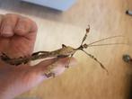 Australische wandelende takken, Dieren en Toebehoren, Wandelende tak
