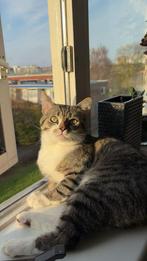 lieve kat zoekt nieuwe thuis, Dieren en Toebehoren, Kater, Ontwormd, 0 tot 2 jaar