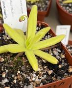Pinguicula Moctezumae x Gigantea Vleesetende planten!, Minder dan 100 cm, Ophalen of Verzenden, Halfschaduw, In pot